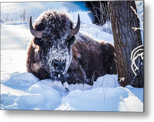 Bison Metal Print featuring the photograph Bison At Frozen Dawn by Yeates Photography