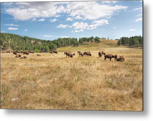 Landscape Metal Print featuring the photograph Bison Grazing by John M Bailey