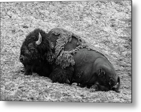 Bison Metal Print featuring the photograph Bison Monochrome by Aashish Vaidya