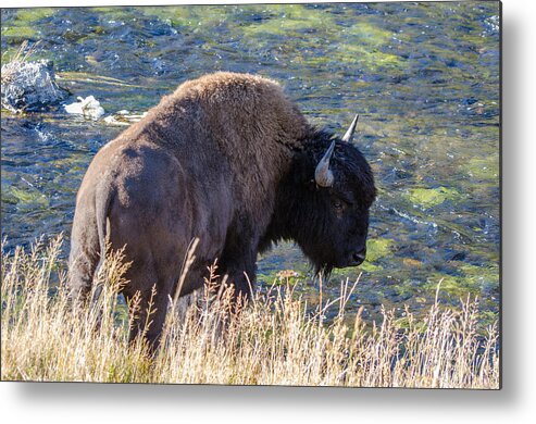 Bison Metal Print featuring the photograph Bison on the Firehole River by Evelyn Harrison