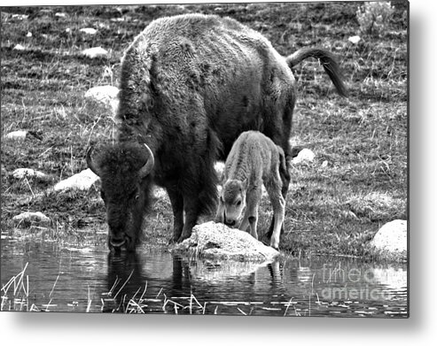 Bison Metal Print featuring the photograph Bison Red Dog With Mom Black And White by Adam Jewell