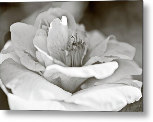 Frank Tschakert Metal Print featuring the photograph Black And White Camellia Flower by Frank Tschakert