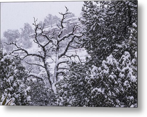 Snow Metal Print featuring the photograph Black and White Day by Laura Pratt