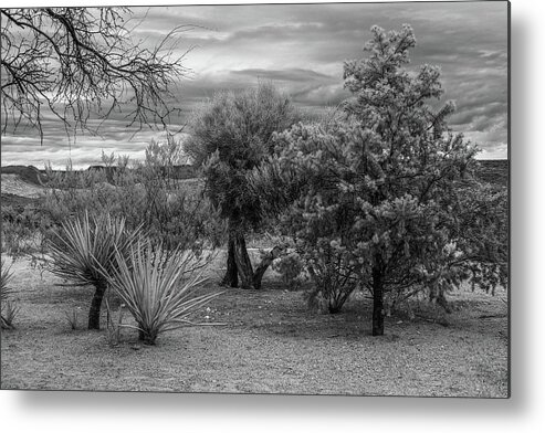 Desert Metal Print featuring the photograph Black And White Desert by Paul Freidlund