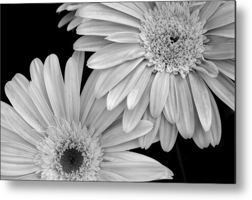 Flower Metal Print featuring the photograph Black and White Gerbera Daisies 1 by Amy Fose