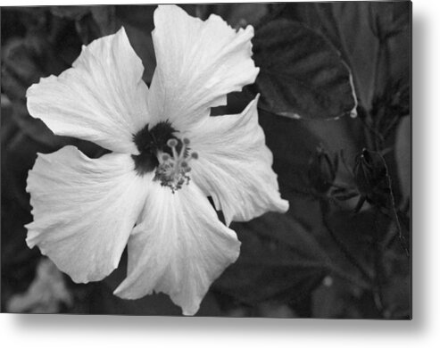 Flower Metal Print featuring the photograph Black and White Hibiscus 2 by Amy Fose