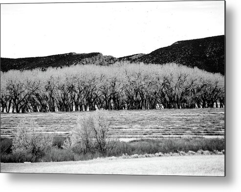 Black And White Metal Print featuring the photograph Energy of Place Black and White Landscape Winter Birds in the Foothills by Jani Bryson