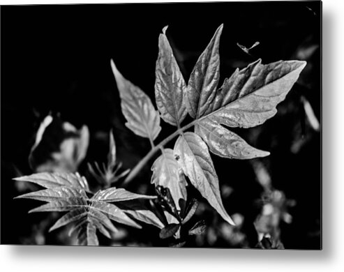 Black And White Plant Forest Woods Bruce Pritchett Photography Metal Print featuring the photograph Black and White On the forest Floor by Bruce Pritchett