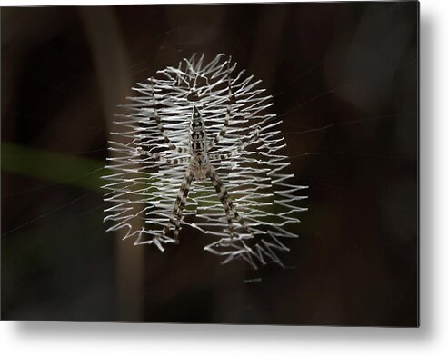 Spider Metal Print featuring the photograph Black and Yellow in White and Black by Paul Rebmann