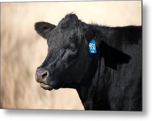 Black Angus Metal Print featuring the photograph Black Angus Cow by Todd Klassy