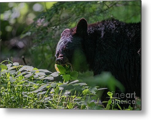 Black Bear Metal Print featuring the photograph Black bear eating leaves with mouth open showing his teeth by Dan Friend
