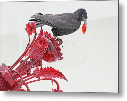 Black Bird Red Silicate Glass Flowers Gray Background Metal Print featuring the photograph Black Bird Red Silicate Glass Flowers Gray background 2 8282017 by David Frederick