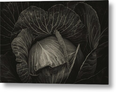 Cabbage Metal Print featuring the photograph Black Cabbage by James BO Insogna