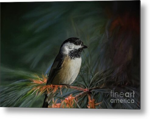 Black-capped Chicadee Metal Print featuring the photograph Black-capped Chicadee by Eva Lechner