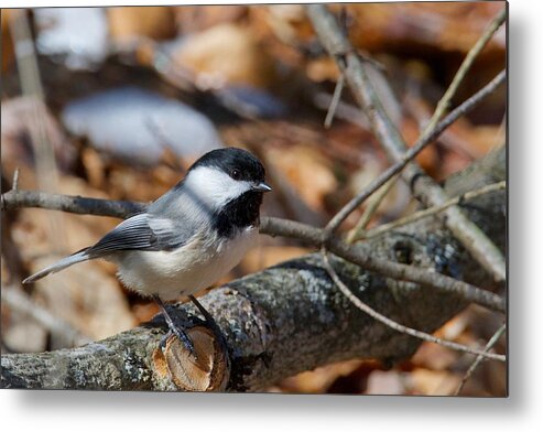 Black-capped Metal Print featuring the photograph Black-capped Chickadee 0571 by Michael Peychich