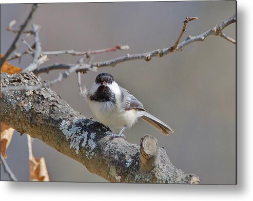 Black Metal Print featuring the photograph Black Capped Chickadee 1109 by Michael Peychich
