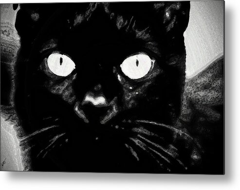 Black Cat Metal Print featuring the photograph Black Cat by Gina O'Brien