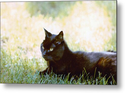 Black Cat Metal Print featuring the photograph Black Cat in the Sun by Geoff Jewett