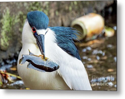 Heron Metal Print featuring the photograph Black crowned night heron enjoying a fish by Sam Rino