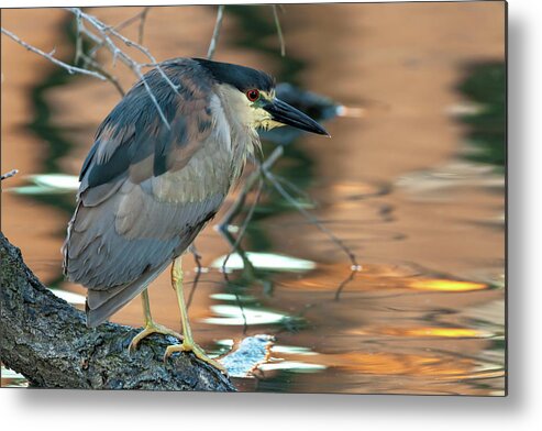 Nycticorax Nycticorax Metal Print featuring the photograph Black-crowned Night Heron by Jonathan Nguyen