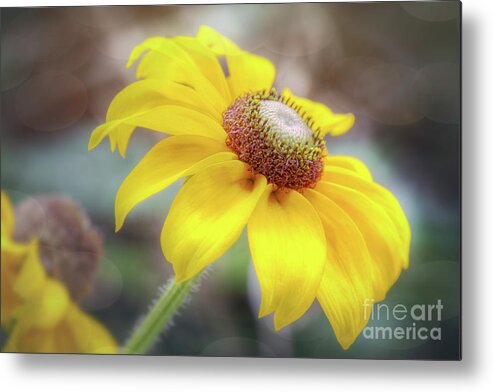 Black Eyed Susan Metal Print featuring the photograph Black Eyed Susan by Sharon McConnell