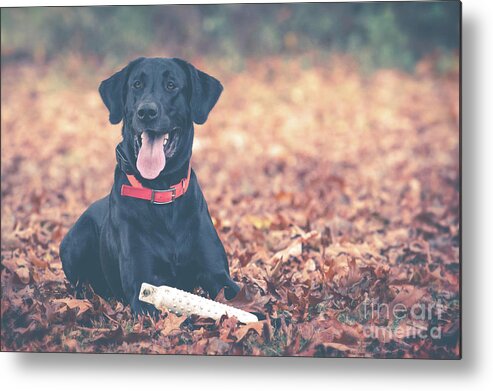 Etriever Metal Print featuring the photograph Black Labrador in the Fall Leaves by Eleanor Abramson