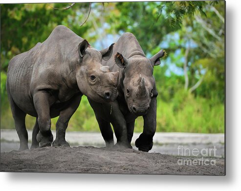 Black Rhinoceros Metal Print featuring the photograph Black Rhinoceroses by Olga Hamilton