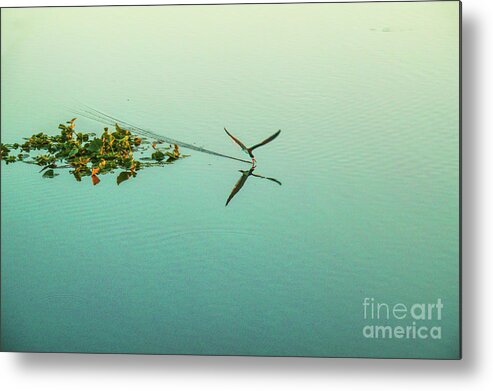 Black Skimmer At Sunset Metal Print featuring the photograph Black Skimmer At Sunset by Felix Lai