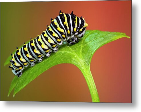 Caterpillar Metal Print featuring the photograph Black Swallowtail Butterfly Caterpillar by Susan Candelario