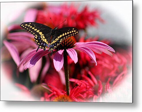 Insect Metal Print featuring the photograph Black Swallowtail Butterfly with Coneflower and Monarda by Karen Adams