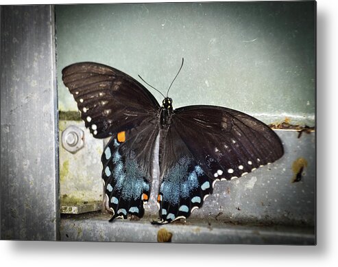 Butterfly Metal Print featuring the photograph Black Swallowtail on Window by Artful Imagery