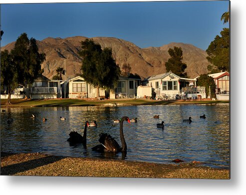 Swan Metal Print featuring the photograph Black Swans in Sky Valley by Diane Lent