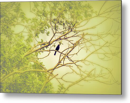 Blackbird Metal Print featuring the photograph Blackbird June 2016. by Leif Sohlman