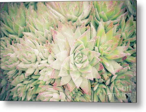 Plants Metal Print featuring the photograph Blanket of Succulents by Ana V Ramirez