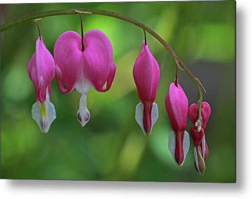 Bleeding Heart Metal Print featuring the photograph Bleeding Hearts On A Line by Juergen Roth