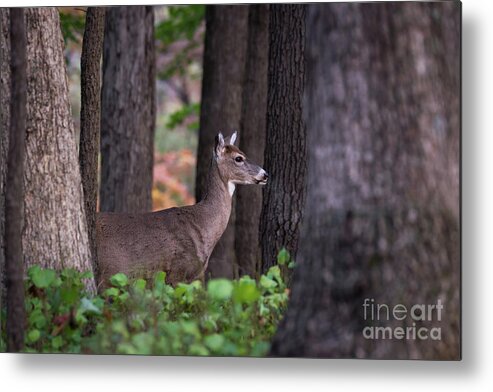 Deer Metal Print featuring the photograph Blending In by Andrea Silies