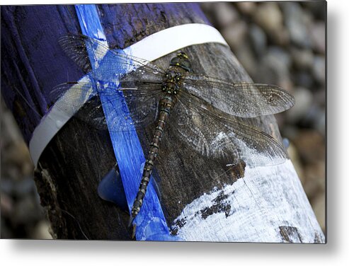 Dragon Fly Metal Print featuring the photograph Blending In by Ellery Russell
