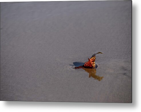 Beach Metal Print featuring the photograph Bloom Washed Ashore by Debra Martz