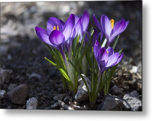 Flower Metal Print featuring the photograph Blooming Crocus #2 by Jeff Severson