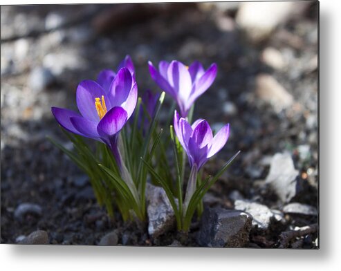 Flower Metal Print featuring the photograph Blooming Crocus #3 by Jeff Severson