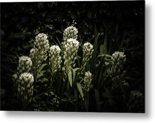 Garden Metal Print featuring the photograph Blooming In The Shadows by Marco Oliveira