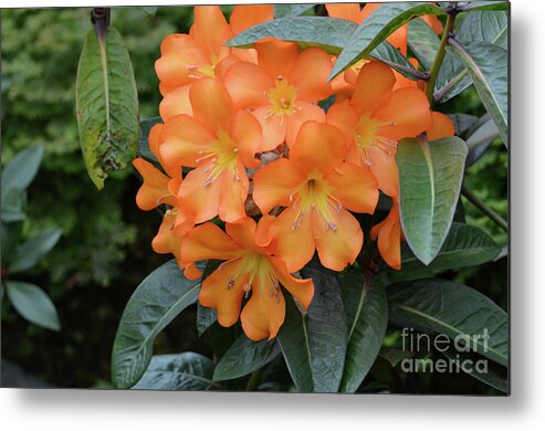 Rhododendron Metal Print featuring the photograph Blooming Orange Rhododendron Bush in Full Bloom by DejaVu Designs