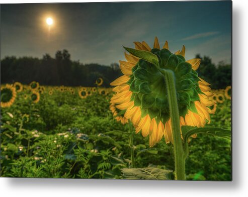 Bloom Metal Print featuring the photograph Blooming Sunflower facing Rising Sun by Dennis Dame