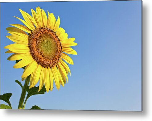 Agriculture Metal Print featuring the photograph Blooming sunflower in the blue sky background by Tosporn Preede