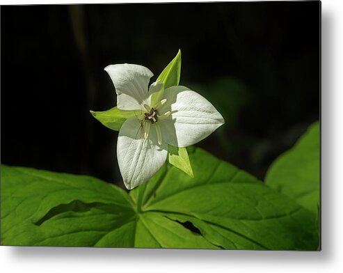 Sweet White Trillium Metal Print featuring the photograph Blooming Trillium by Mike Eingle