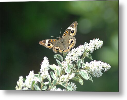 Photo Metal Print featuring the photograph Blooms and Butterfly by Cynthia Westbrook