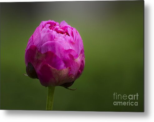 Bud Metal Print featuring the photograph Blossom by Andrea Silies