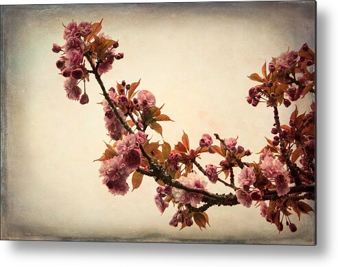 Floral Metal Print featuring the photograph Blossoming Sakura by Marilyn Wilson