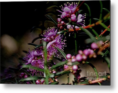 Kings Park Metal Print featuring the photograph Blossoms by Cassandra Buckley