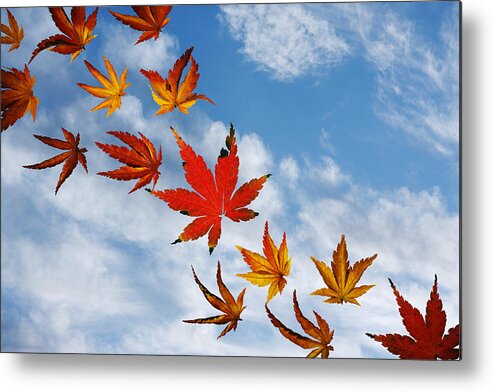 Leaves Metal Print featuring the photograph Blow Away With Me by Rebecca Cozart
